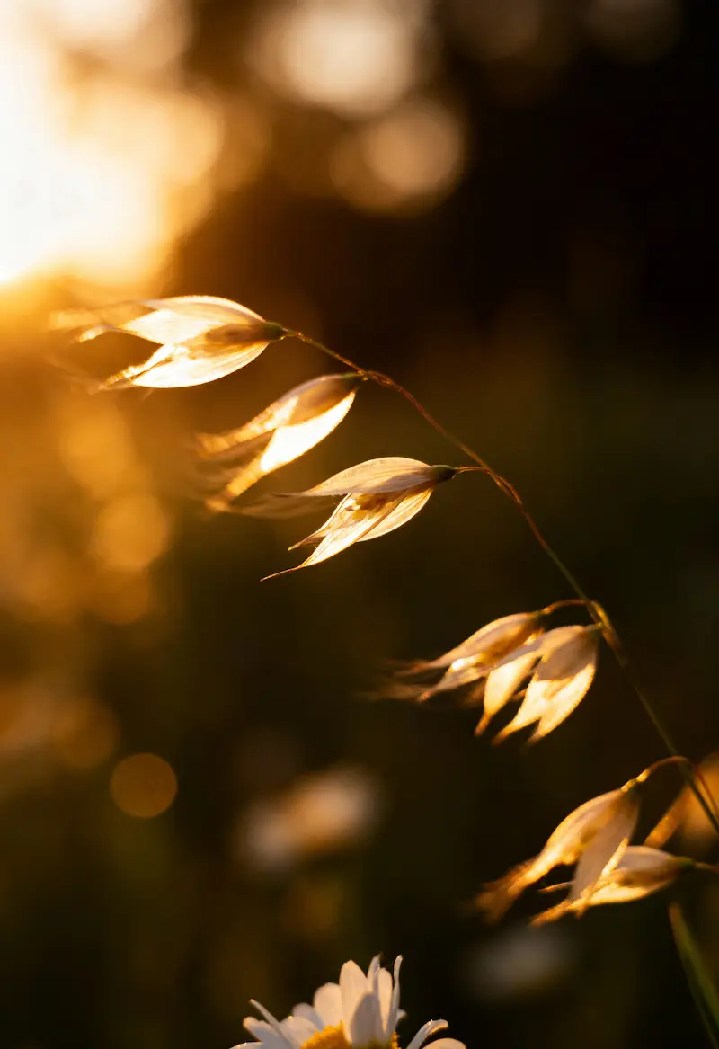 Zarte Gräser und eine kleine Blüte im warmen Abendlicht als Symbol für Heilung und innere Stabilisierung – psychologische Therapie bei klinischer Psychologin in Villach und online